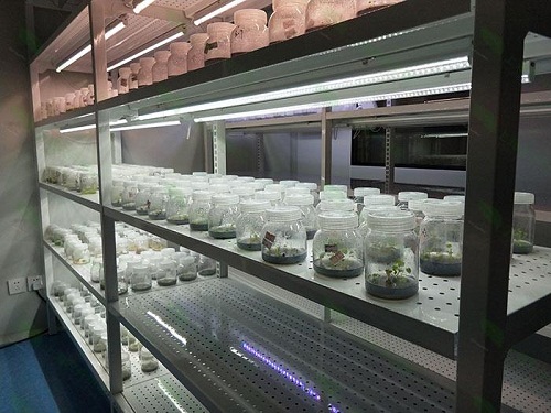 凉州植物组织培养实验室设计建设方案